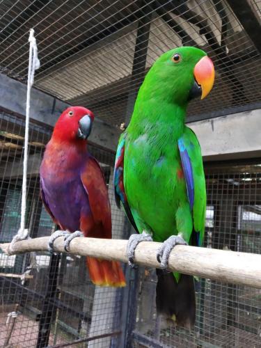 Dauh Peken House | Bali Wildlife Rescue Center