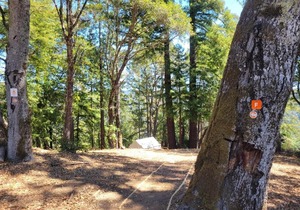 Tentrr Signature Site - Ocean View Ridge Site F