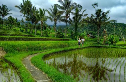 Munduk Hostel | Puri Pilihani Hostel