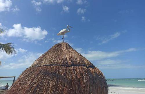 Isla Holbox Apartment | 48 m² Apartment ∙ 2 guests