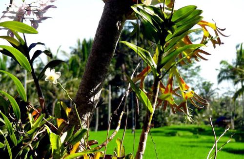 Kenderan House | Dukuh Village Villas & Art