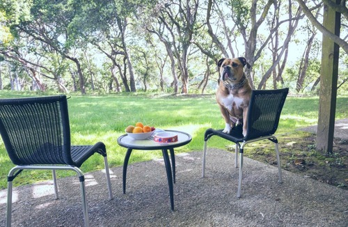 Live Oak Hotel | Santa Cruz Room Perfect for Pet Owners | 2 Spacious Rooms | Outdoor Fireplace