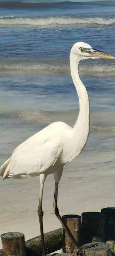 Photo of Others in Isla Holbox