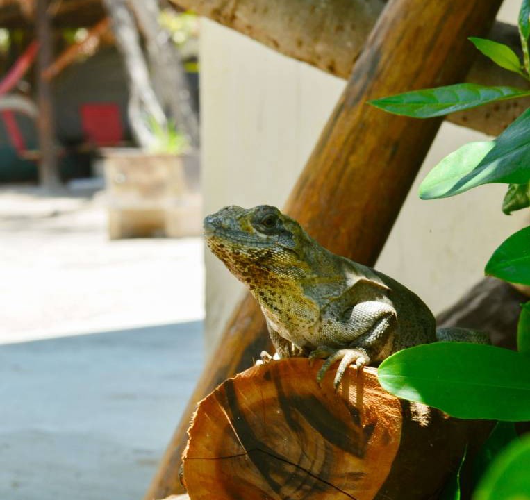 Photo of Others in Isla Holbox