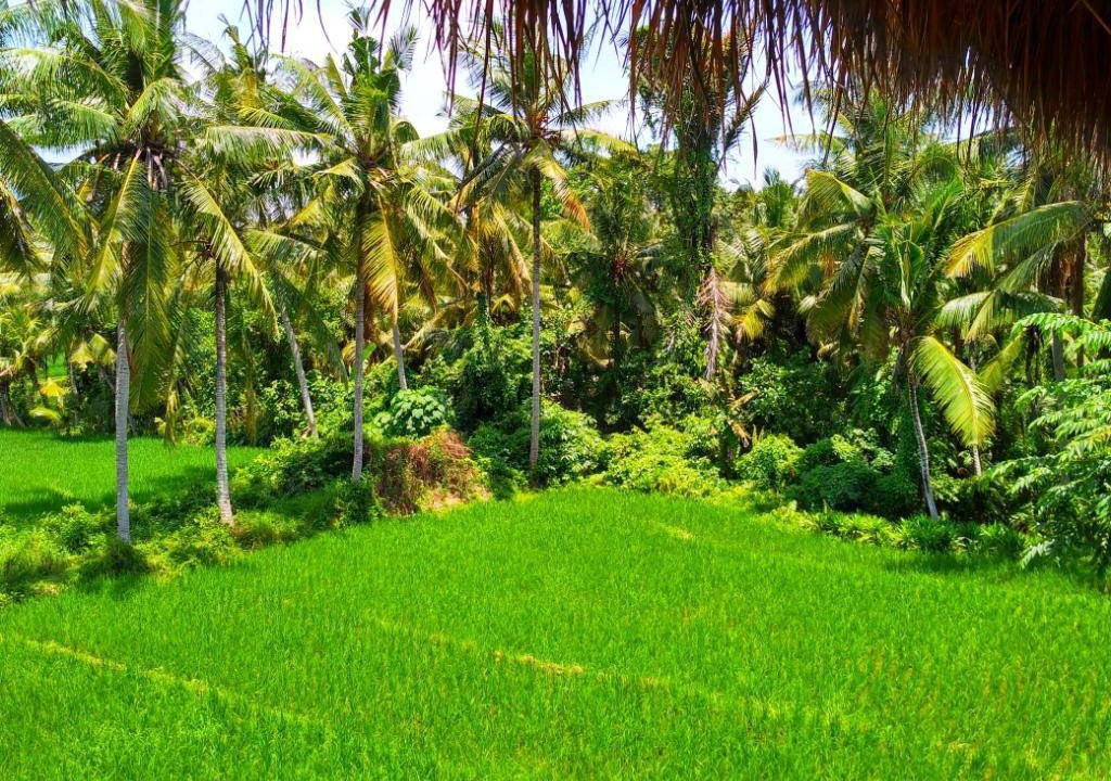 Photo of Others in Penatih