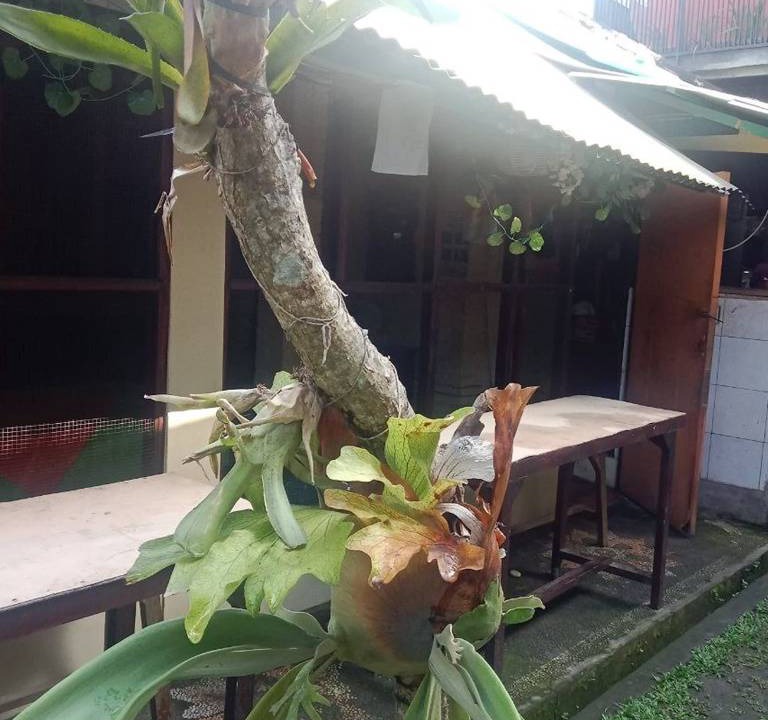 Photo of Others in Ubud City-Centre
