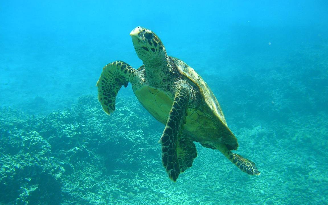 Photo of Others in Anse Boileau