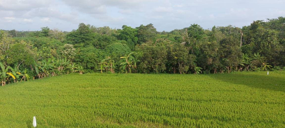 Photo of Others in Beraban