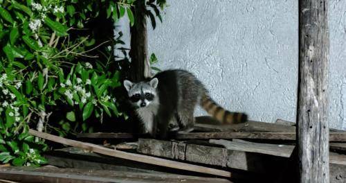 Photo of Others in Isla Holbox