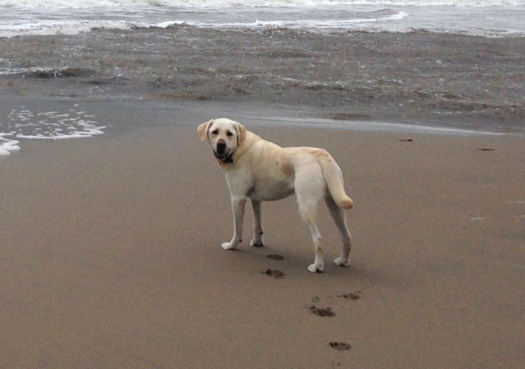Photo of Human In Picture in Aptos