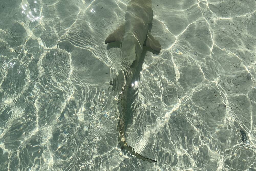 Photo of Others in Grace Bay