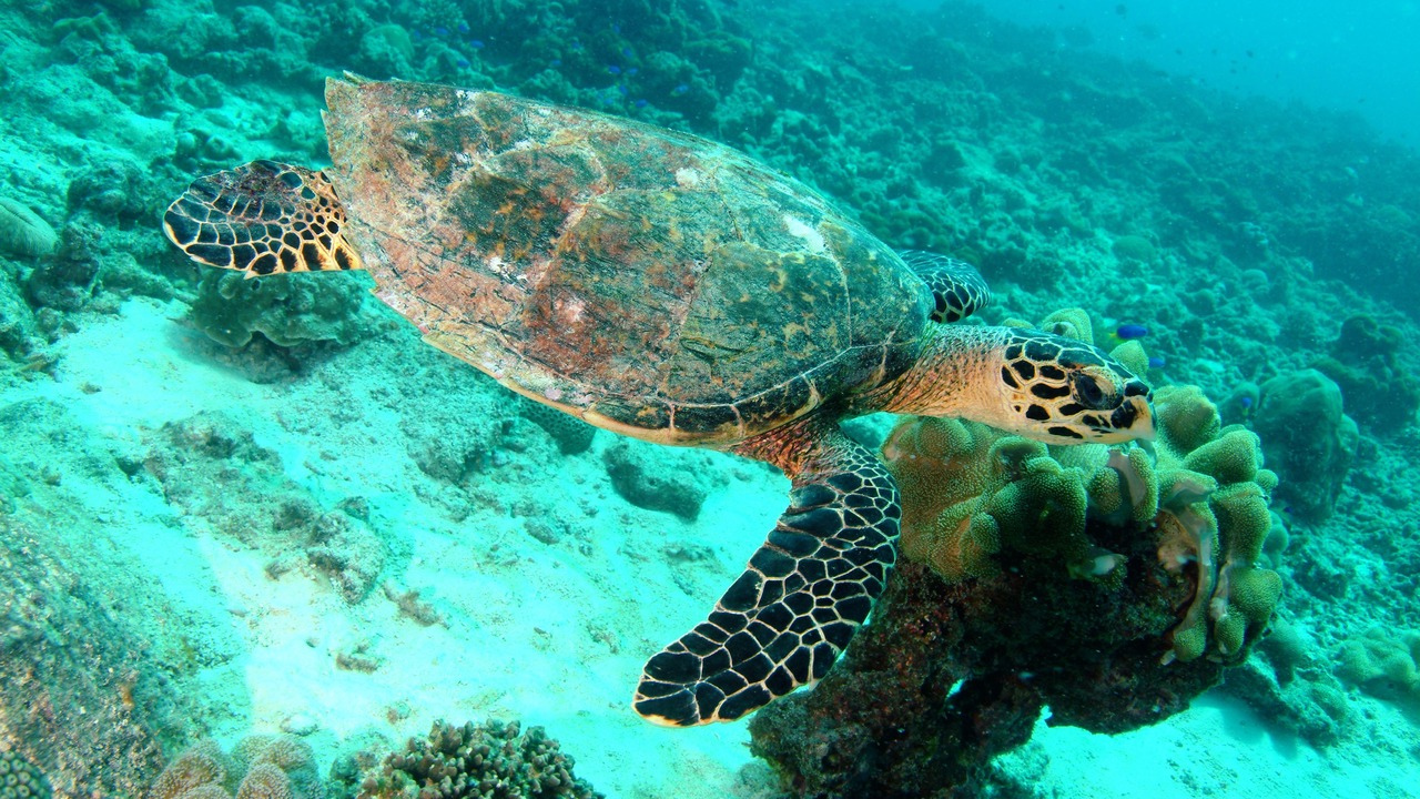 Photo of Others in Beau Vallon