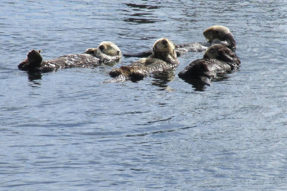 Photo of Others in Interlaken