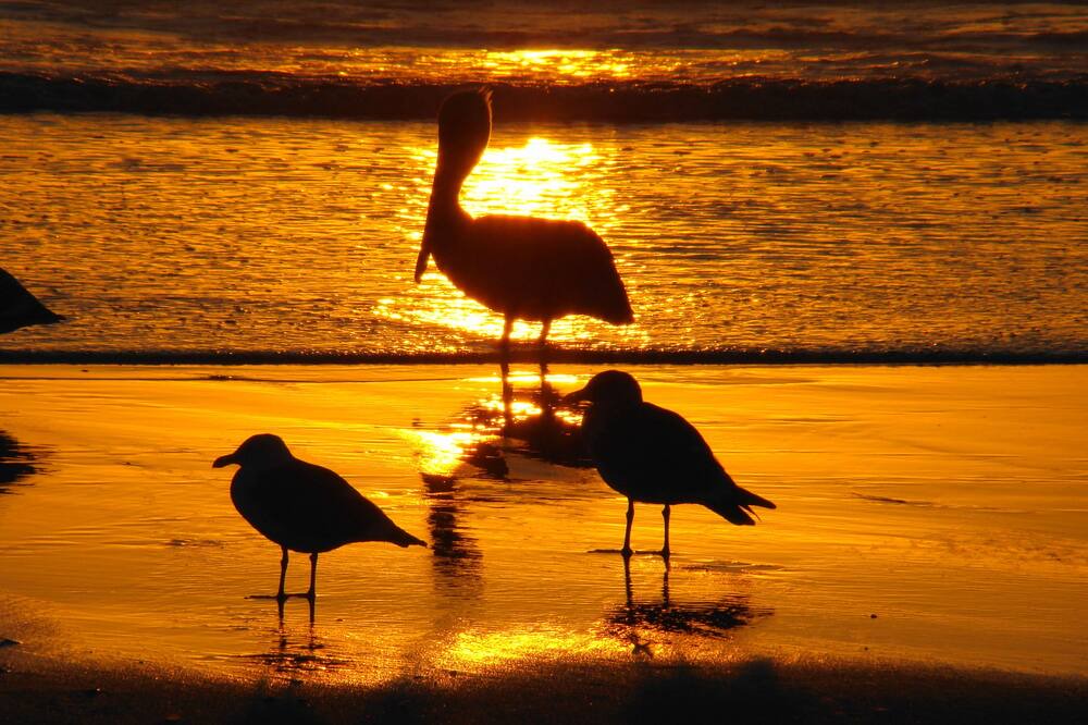 Photo of Others in Pajaro Dunes