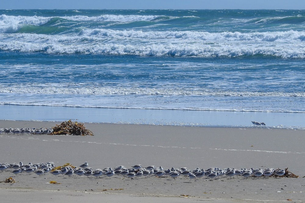 Photo of Others in Pajaro Dunes