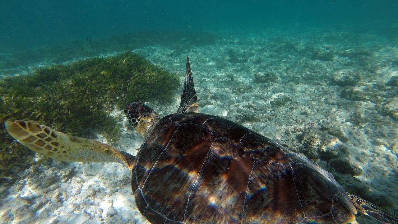 Photo of Others in Praslin Island