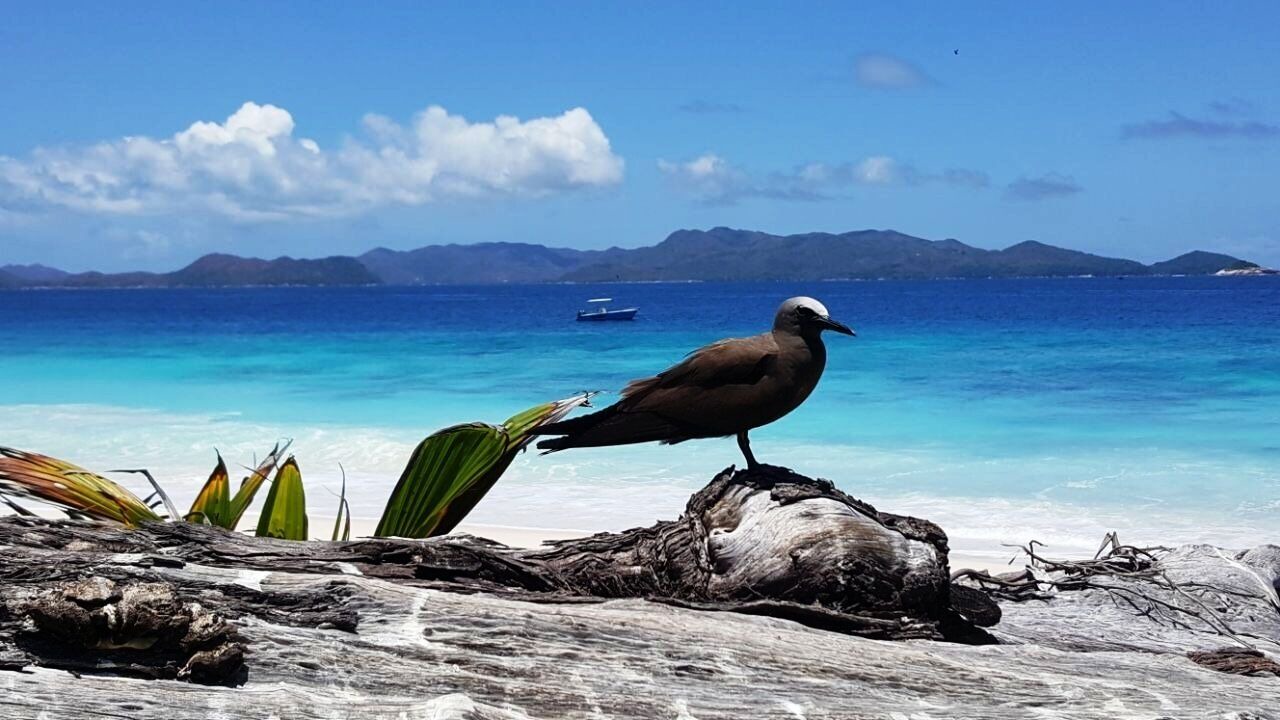 Photo of Others in Praslin Island