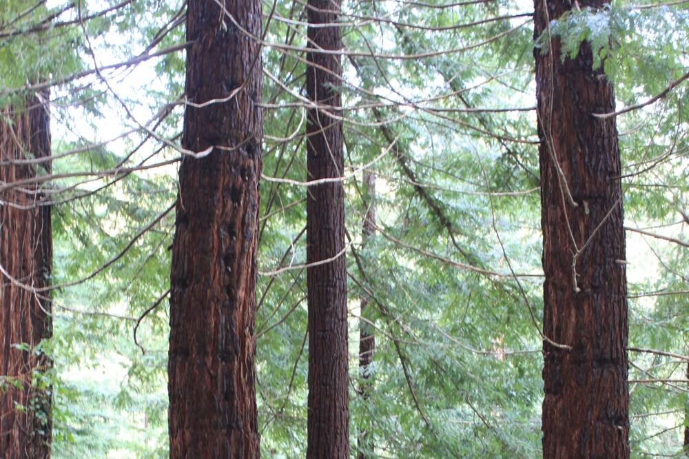Photo of Outdoor in Scotts Valley