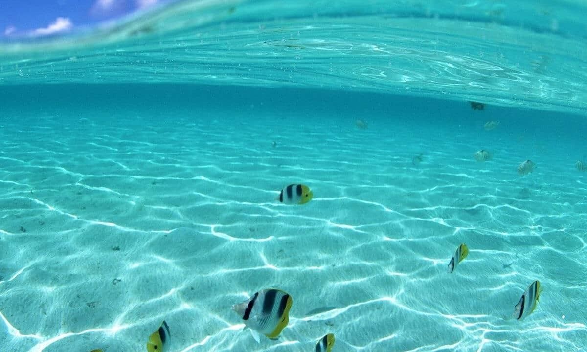 Photo of Others in Anse Royale
