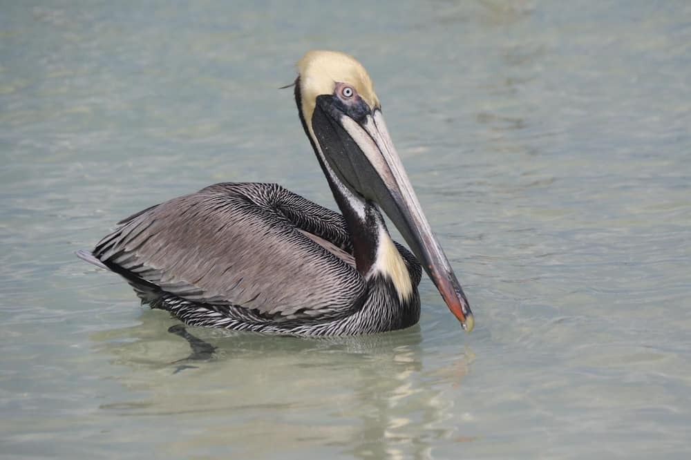 Photo of Others in Downtown Holbox