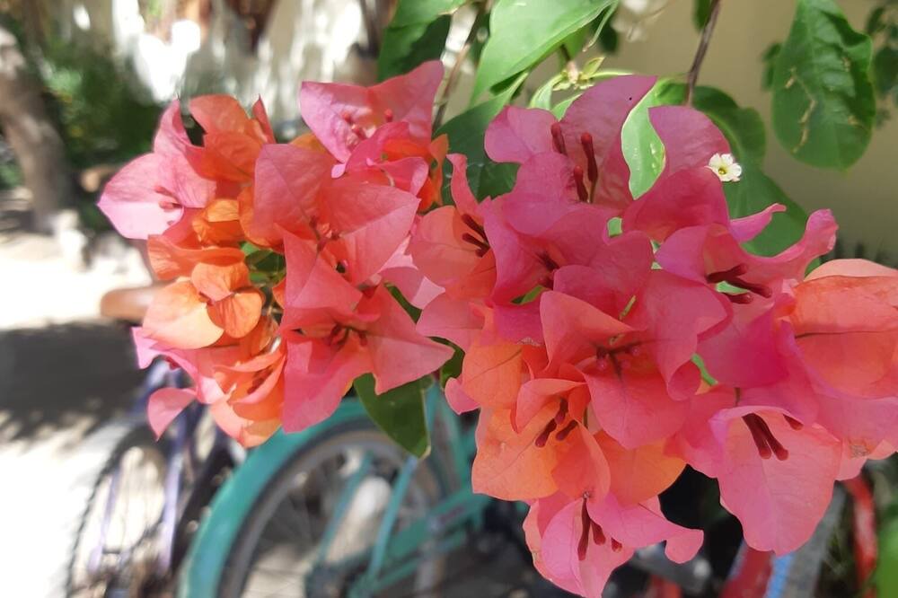 Photo of Outdoor in Downtown Holbox