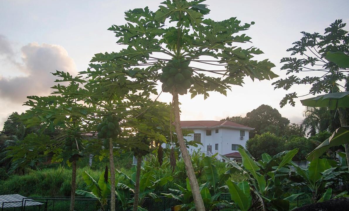Photo of Outdoor in Anse La Mouche
