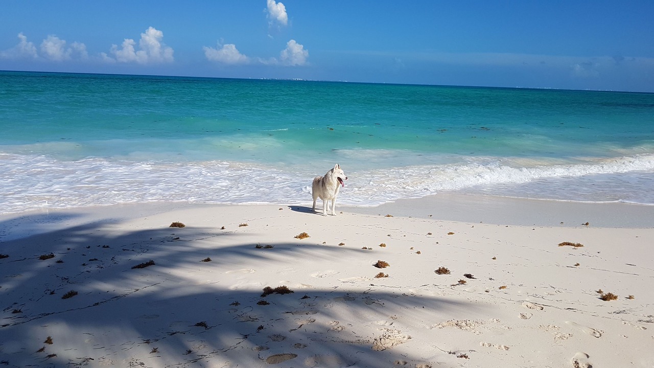 Photo of Others in Costa Mujeres