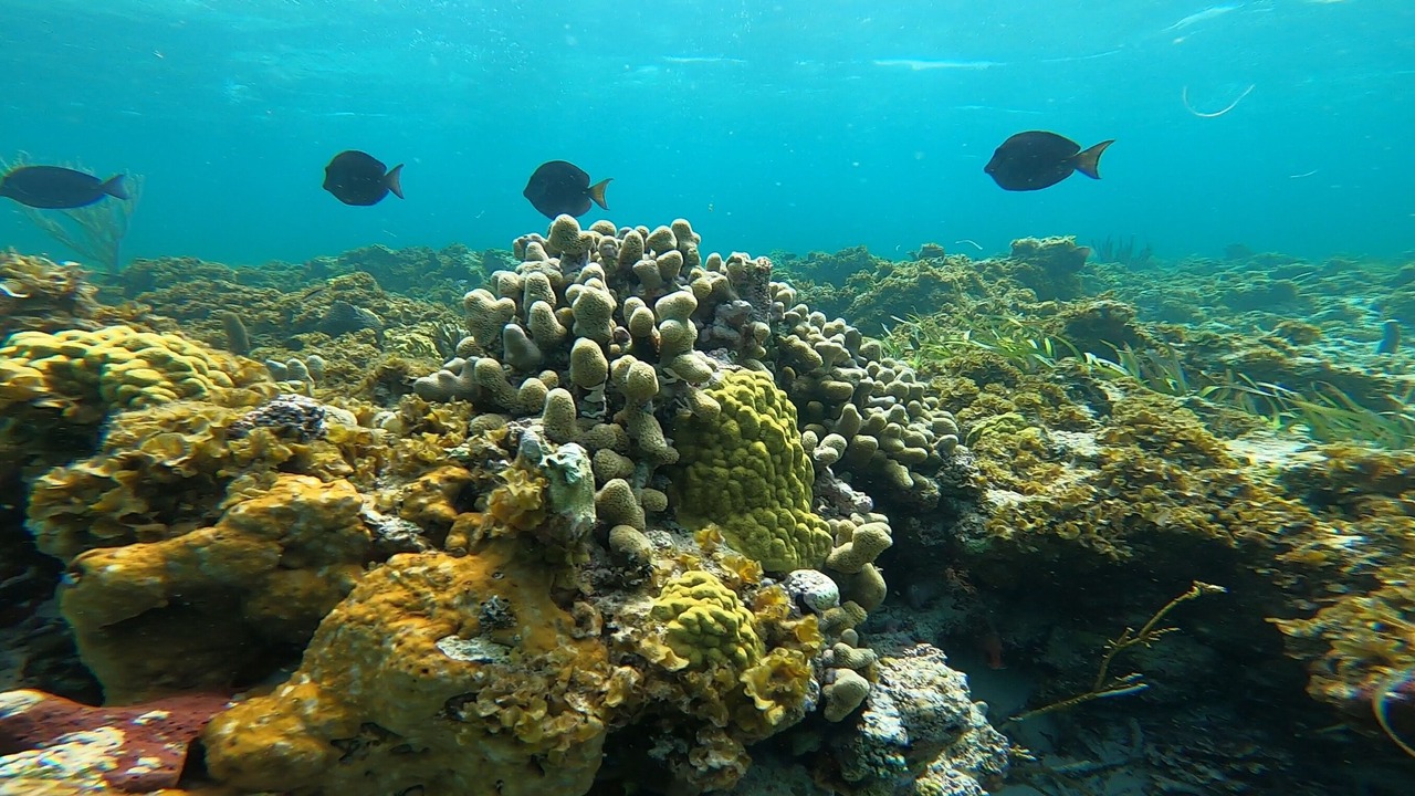 Photo of Outdoor in The Bight