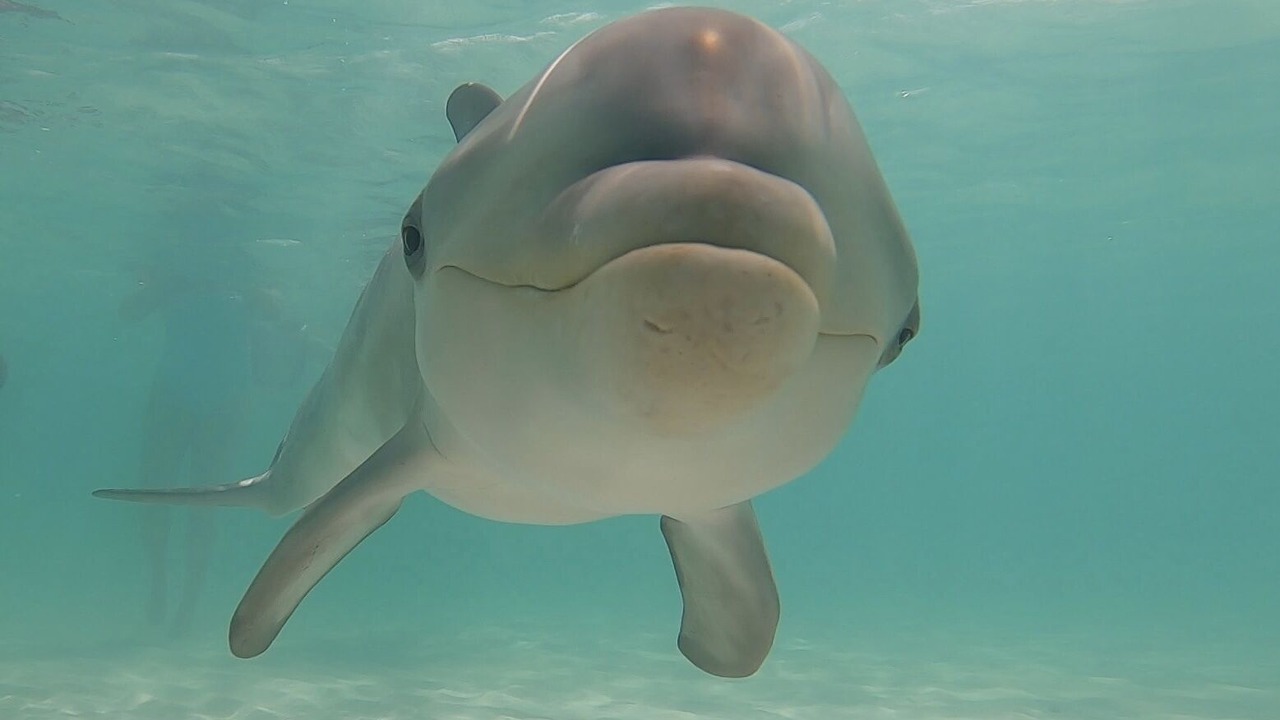 Photo of Others in The Bight