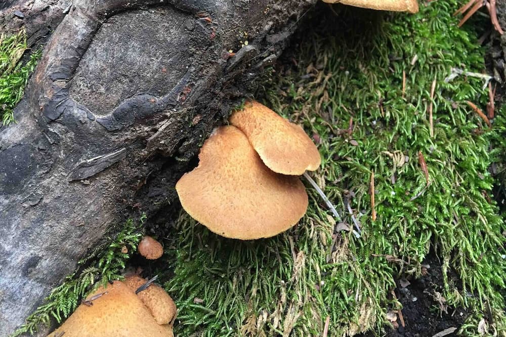 Photo of Outdoor in Boulder Creek
