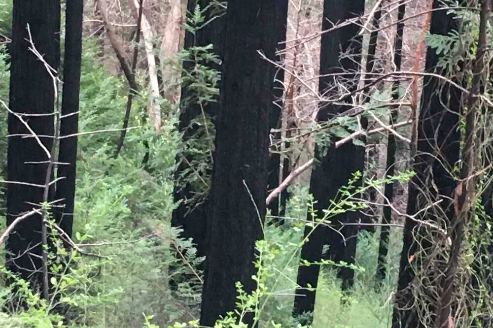 Photo of Outdoor in Boulder Creek