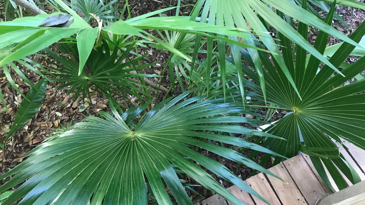 Photo of Outdoor in Villa Juarez