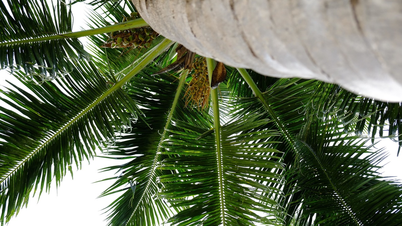Photo of Outdoor in Au Cap
