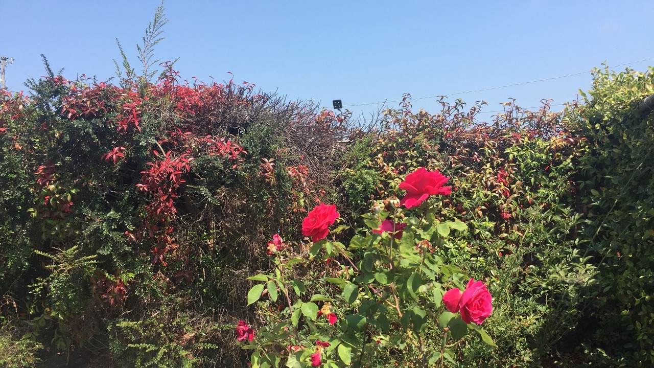Photo of Outdoor in Eastside Santa Cruz