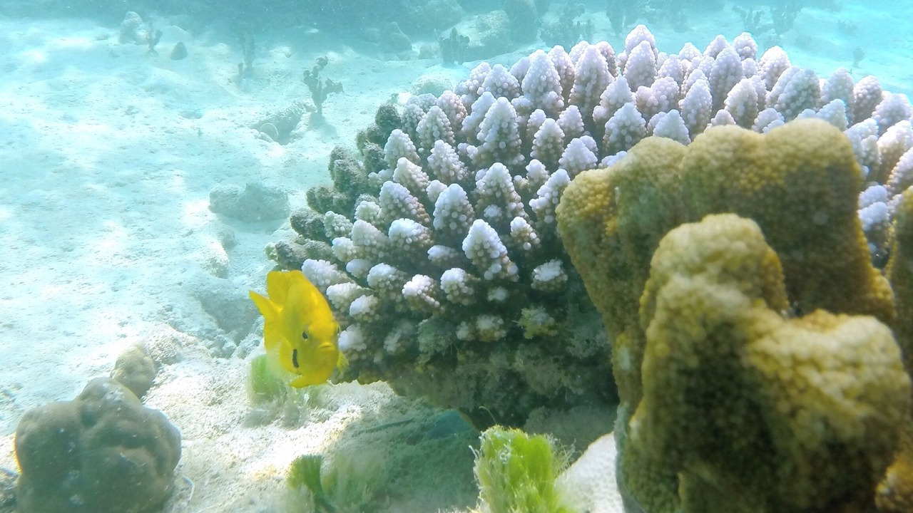 Photo of Others in Cerf Island