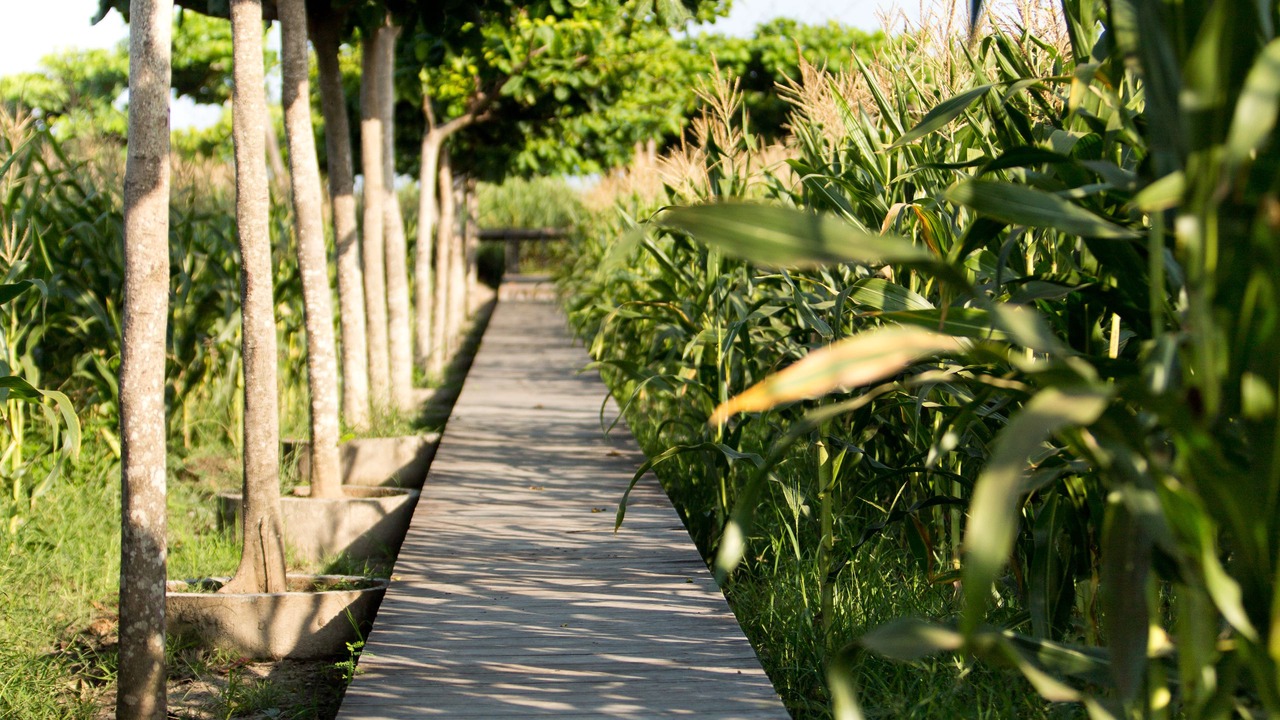 Photo of Outdoor in Kesiman