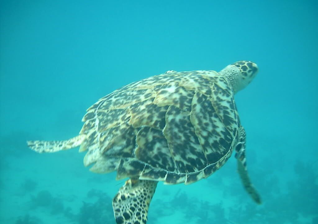 Photo of Others in Grace Bay