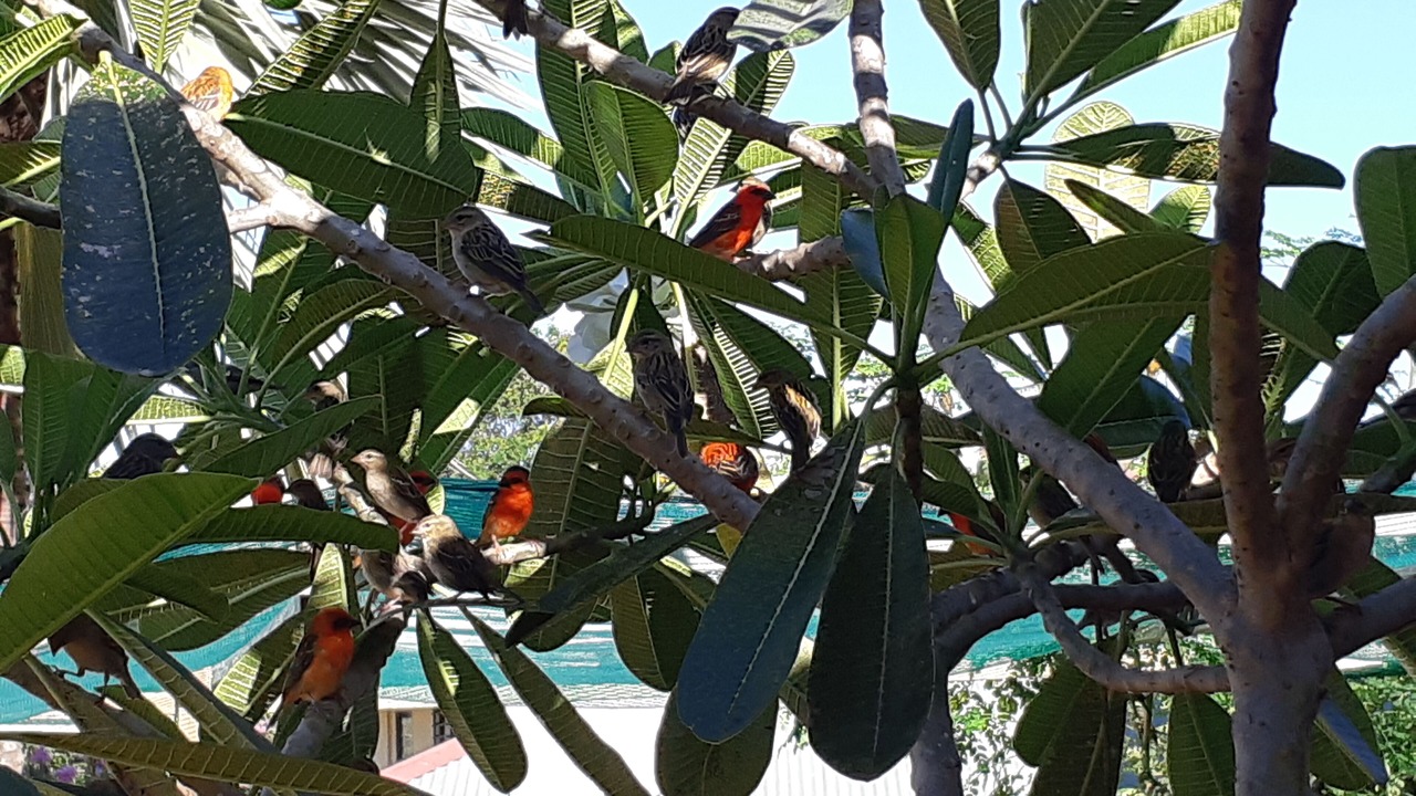 Photo of Outdoor in Praslin Island