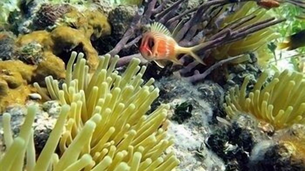 Photo of Others in The Bight