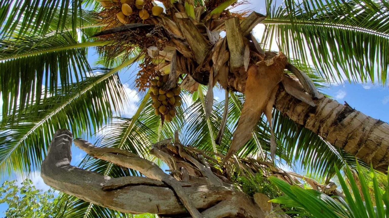 Photo of Outdoor in Praslin Island