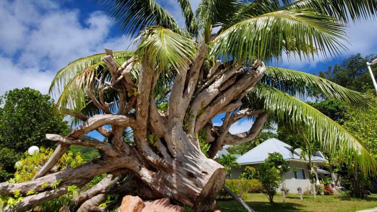 Photo of Outdoor in Praslin Island