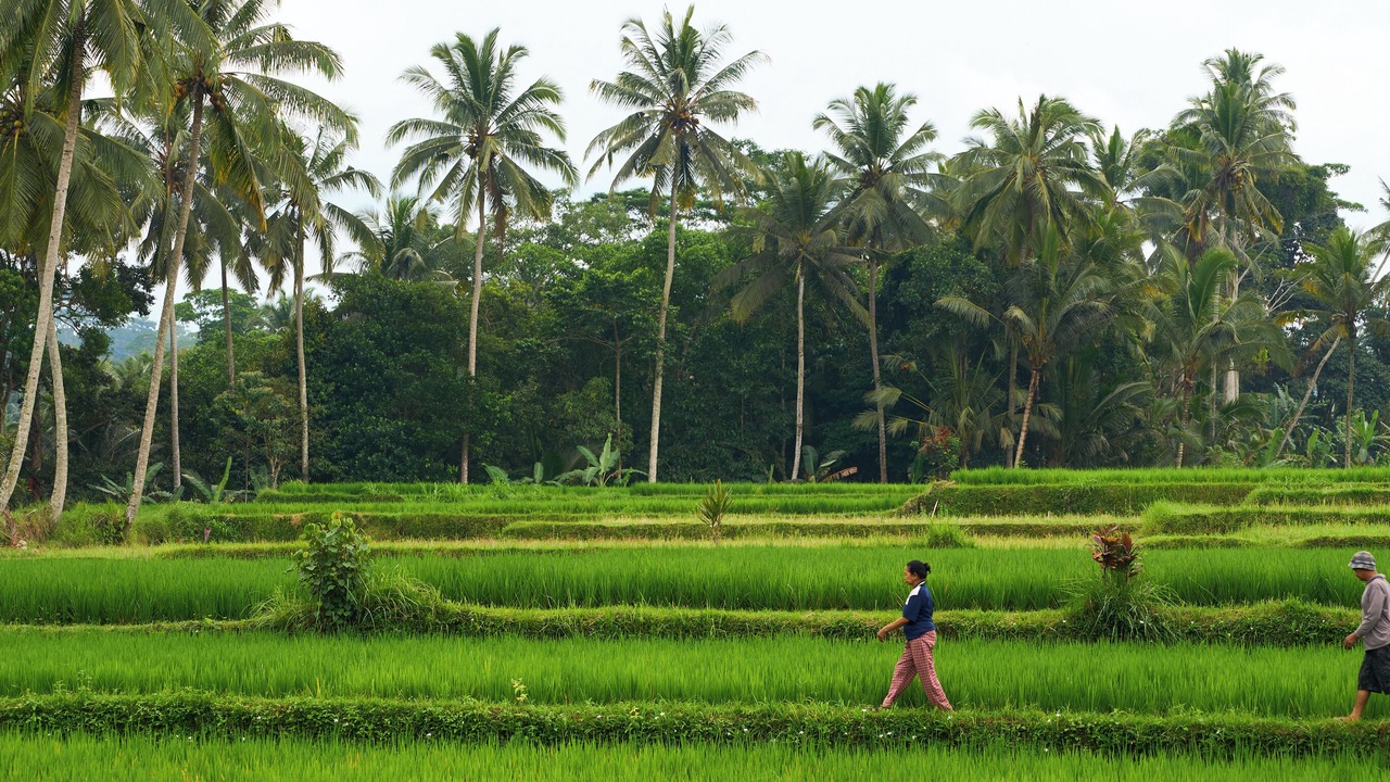 Photo of Others in Tegallalang