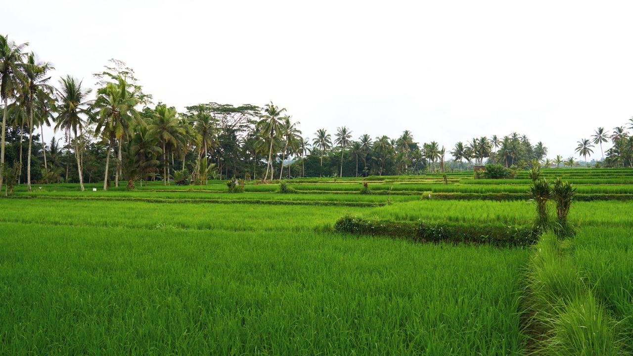 Photo of Outdoor in Tegallalang