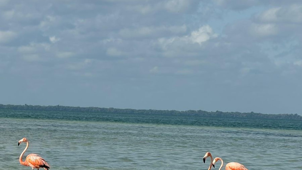 Photo of Others in Isla Holbox