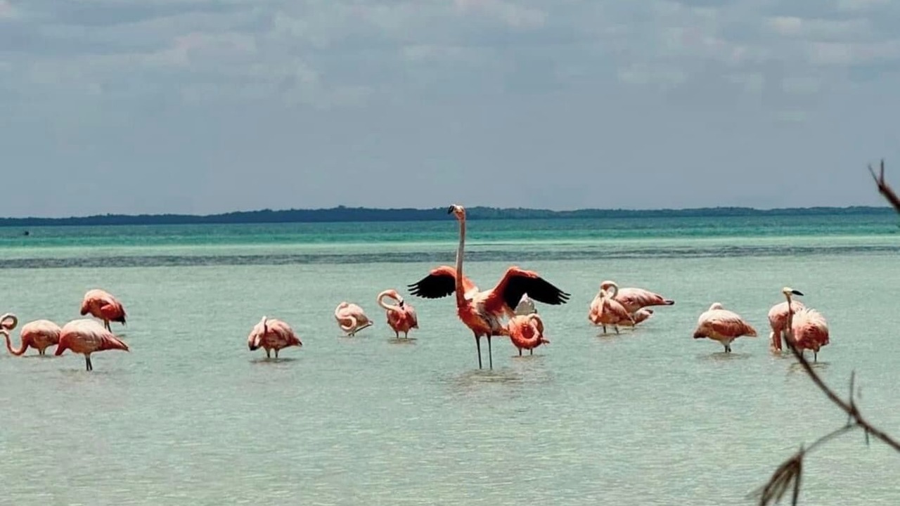 Photo of Others in Isla Holbox