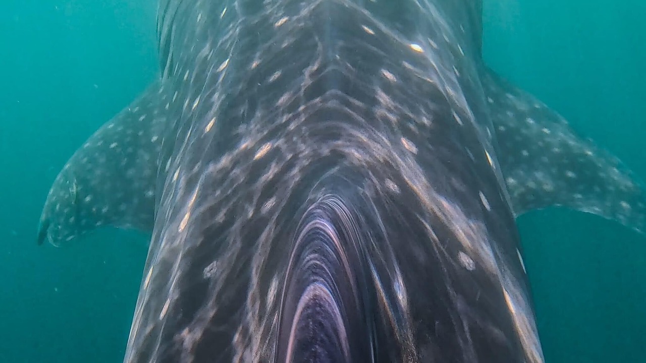 Photo of Others in Isla Holbox