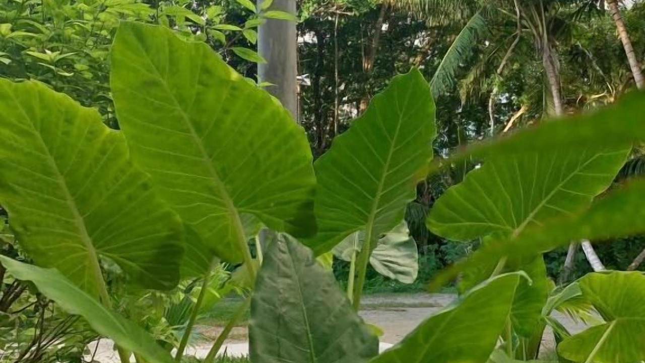 Photo of Outdoor in Grand Anse