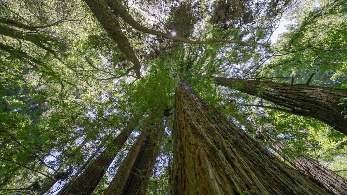 Photo of Outdoor in Aptos