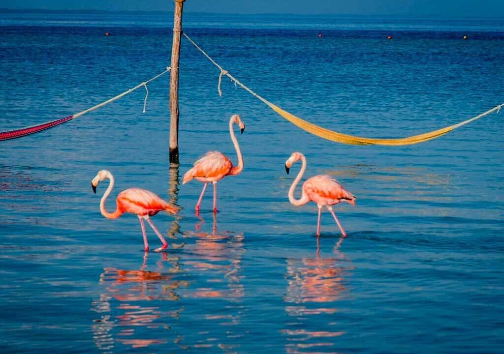 Photo of Outdoor in Downtown Holbox