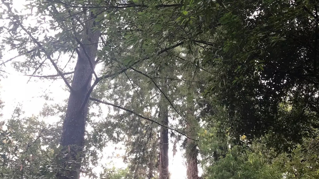 Photo of Others in Boulder Creek